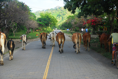 cowsonroad Heavy traffic on the highway (photo courtesy of timmanickam http://www.flickr.com/photos/18822623@N08/2181798161/)