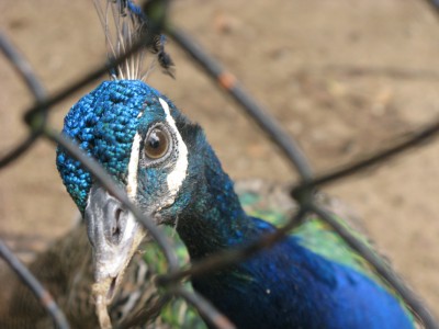 Peacock at the Curitiba public zoo Peacock at the Curitiba public zoo