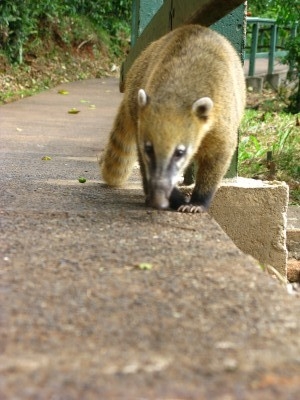 Coati in the park Coati in the park