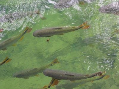 Fat fish in the waters at the park Fat fish in the waters at the park