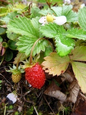 Strawberries of Machu Picchu Strawberries of Machu Picchu