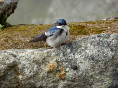Sparrow at Machu Picchu Sparrow at Machu Picchu