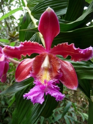 Orchid at Machu Picchu Orchid at Machu Picchu
