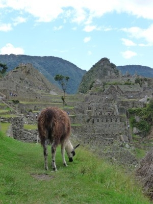 Lawn Mower at Machu Picchu Lawn Mower at Machu Picchu