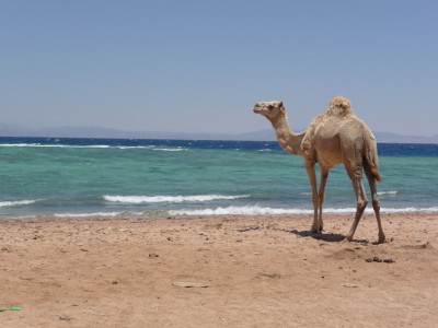 Camel enjoying the empty northern beach Camel enjoying the empty northern beach