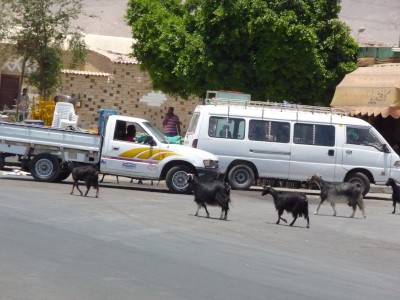 Wild goat gang Wild goat gang