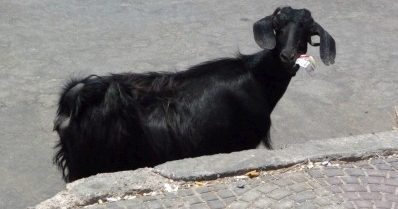 Street Goat Street Goat