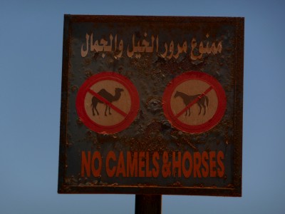 Donkeys seem to be OK though Donkeys seem to be OK though