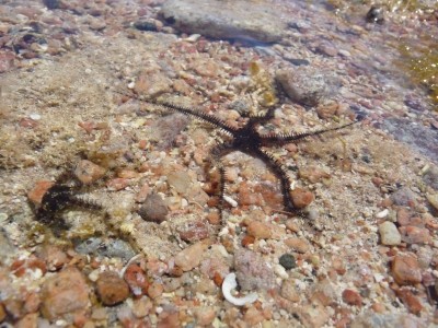 Starfish! Starfish!