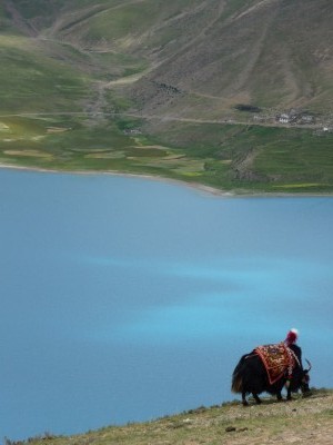 Yak at Yamdrok Lake, Tibet Yak at Yamdrok Lake