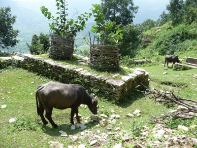 Phokara, Nepal On the way up the hill