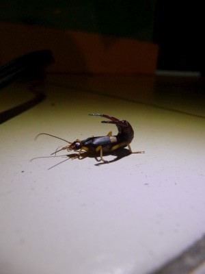 Crazy scorpion bug Khajuraho India Our roommate, Esteban