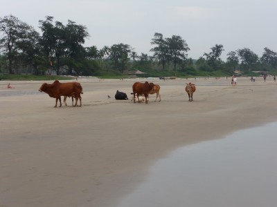 cows on the beach arambol india It's still India... sort of