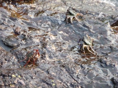 Crabs at anjuna beach india goa Crabs.... just crabs