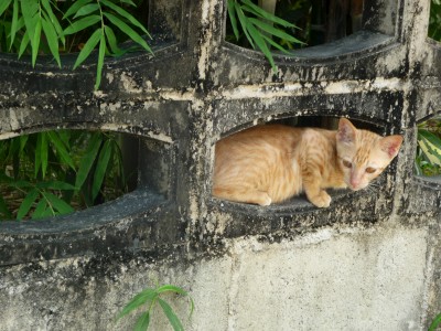 Cat Koh Samui Thailand Filling the void