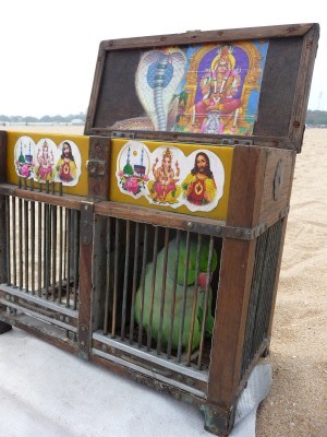 Fortune teller bird Chennai India Fortune teller bird in the market