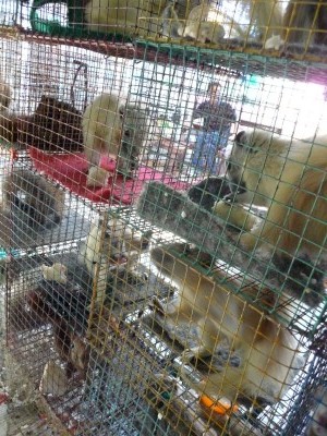squirrels in the pet market bangkok thailand Squirrels!