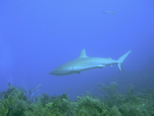 bull shark attack. Bull shark via user