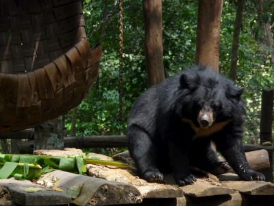 Moon bear, luang prabang Moon Bear